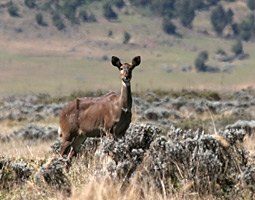 Mountain Nyala